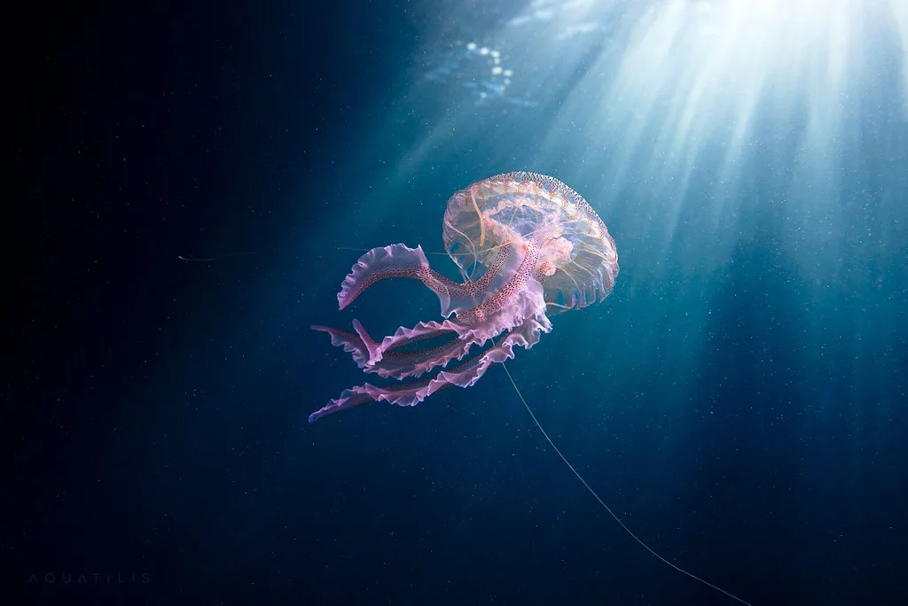 Фиолетовая медуза (Pelagia noctiluca)